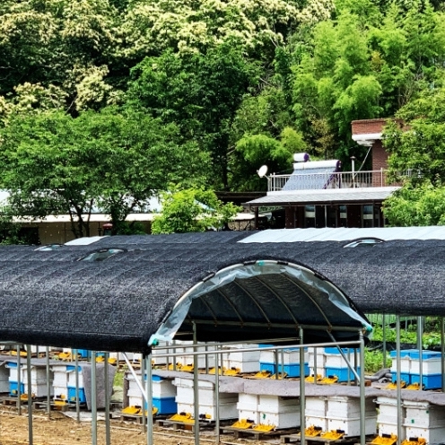 벌 아카시아 토종꿀 천연벌꿀 풋풋농장 명덕재 꿀 선물세트 : 서경상회