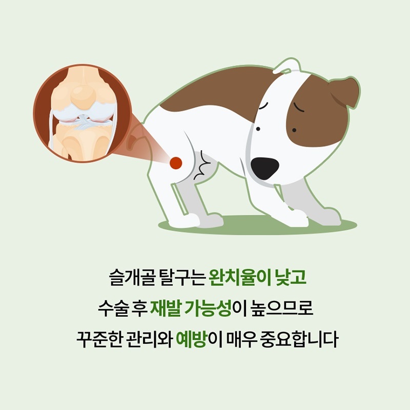 나우펫 관절 : 건강터
