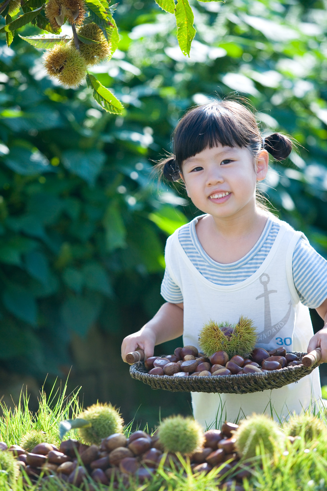 공주 밤 저칼로리 영양만점 무농약 : 코리아넘버원마켓