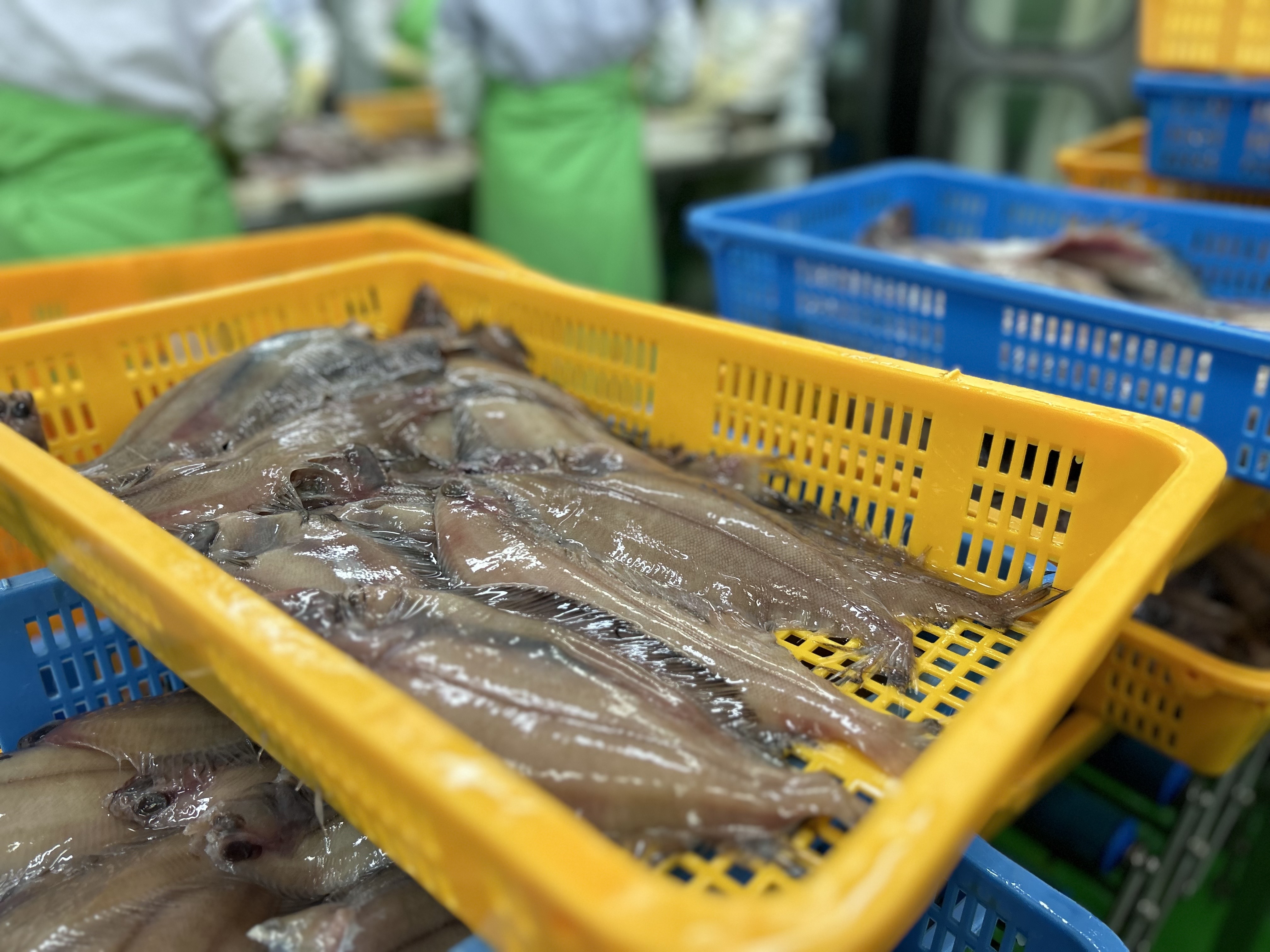 국내산 기름가자미 미주구리 동해안 가자미 물가자미 급냉 소분포장 반건조 생선구이 : 구룡포 통큰수산