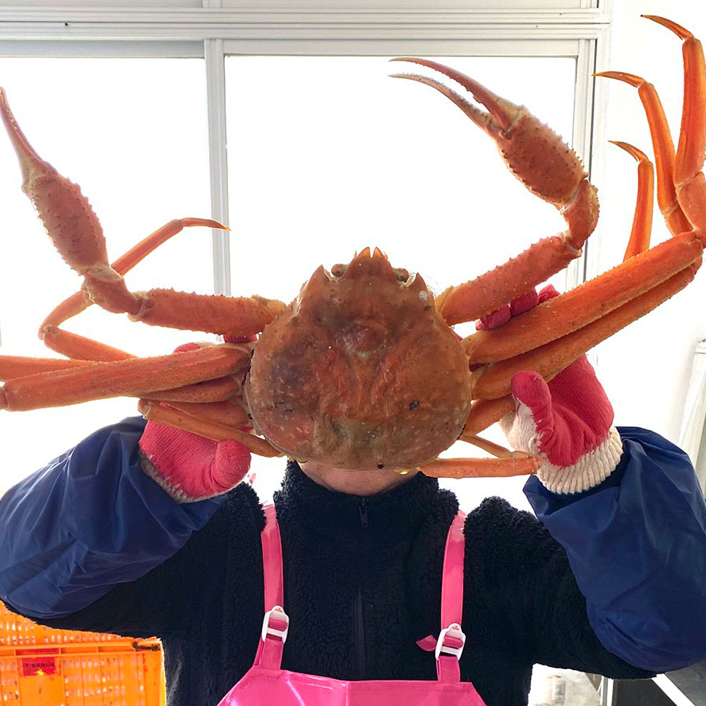 러시아 활 대게 자숙 대게 찜 러시아산대게 마가단 대게 킹크랩 수입대게 러시아산 박달대게 러시아 킹크랩 대게 박달게 : 춘복상회 보따리장수