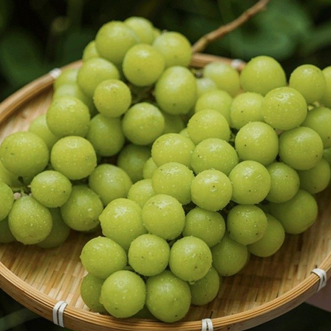 프리미엄 특등급 샤인머스켓 3개 2kg 망고포도 무료배송 : 공판장아재