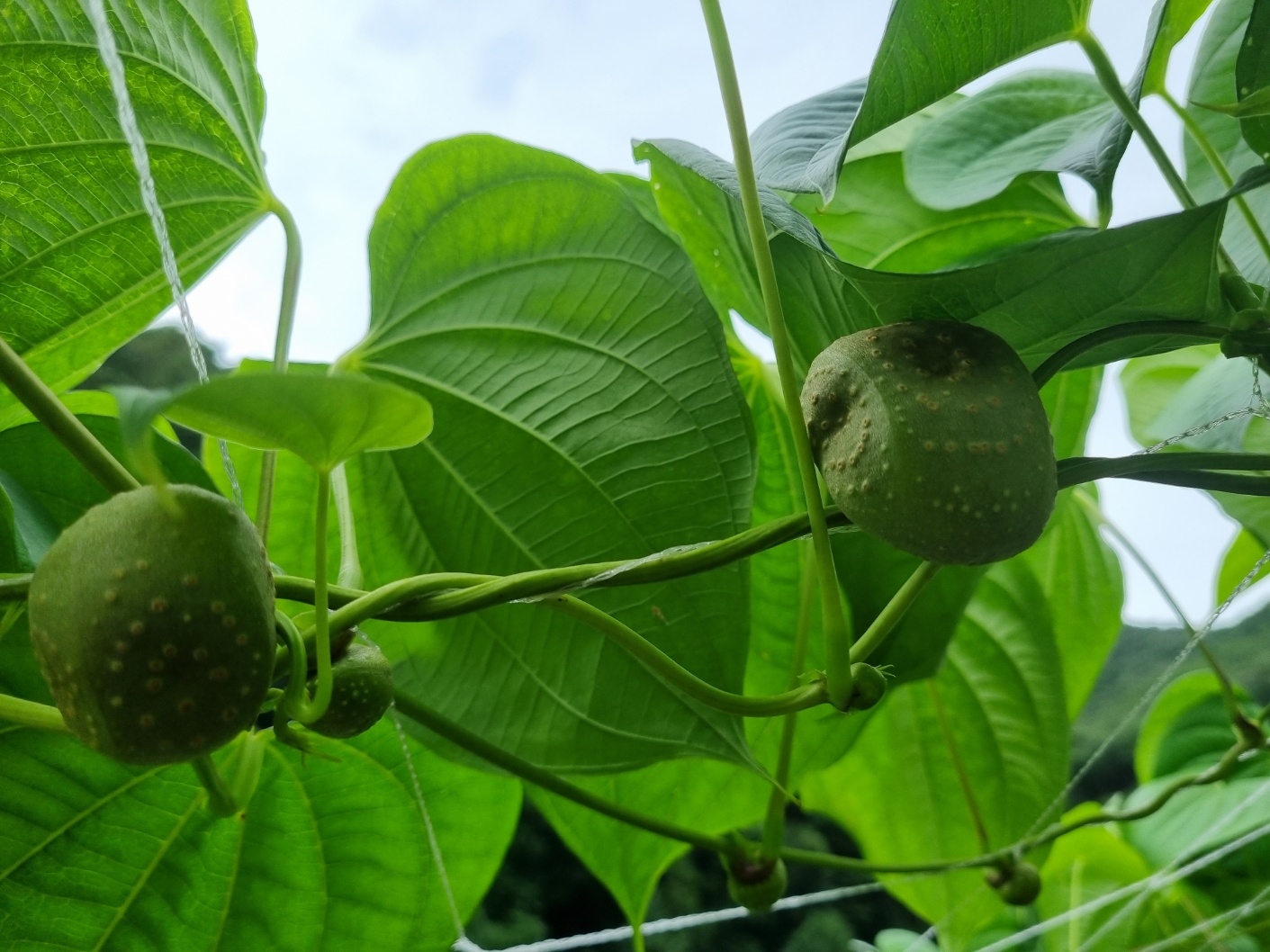 산지직송 하늘마종자 열매마종자 특대과 1kg [원산지: 국내산_청정지역 문경] : 빛소리     한울타리농원