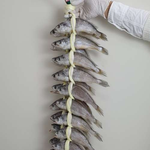 영광 법성포 참조기 굴비 20미 세트 (1.5kg) : 헬씨랜드1