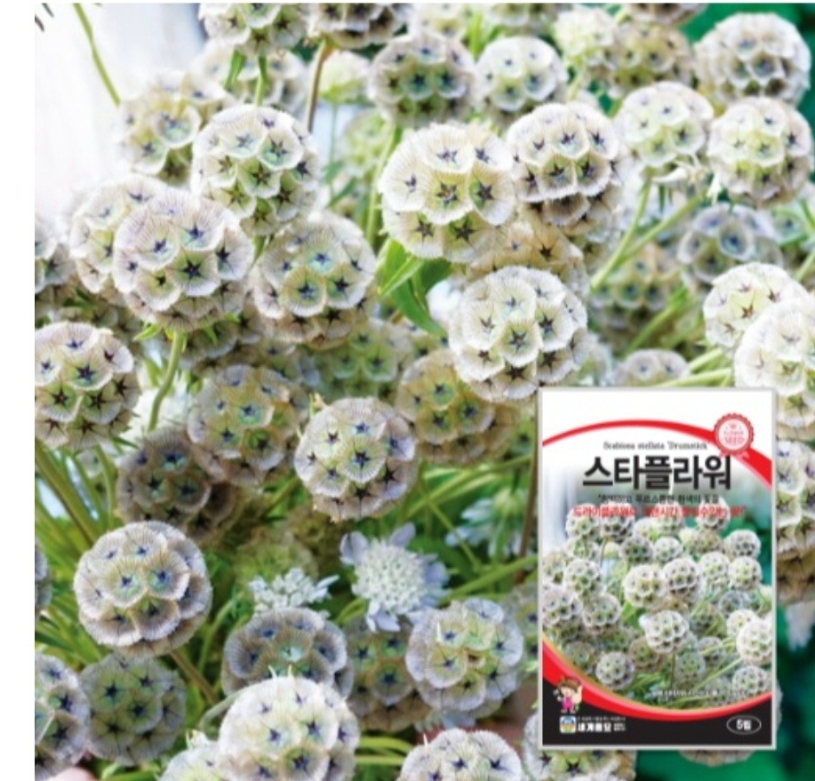 스타플라워 5립 /드라이플라워 꽃씨앗 : 씨앗백화점