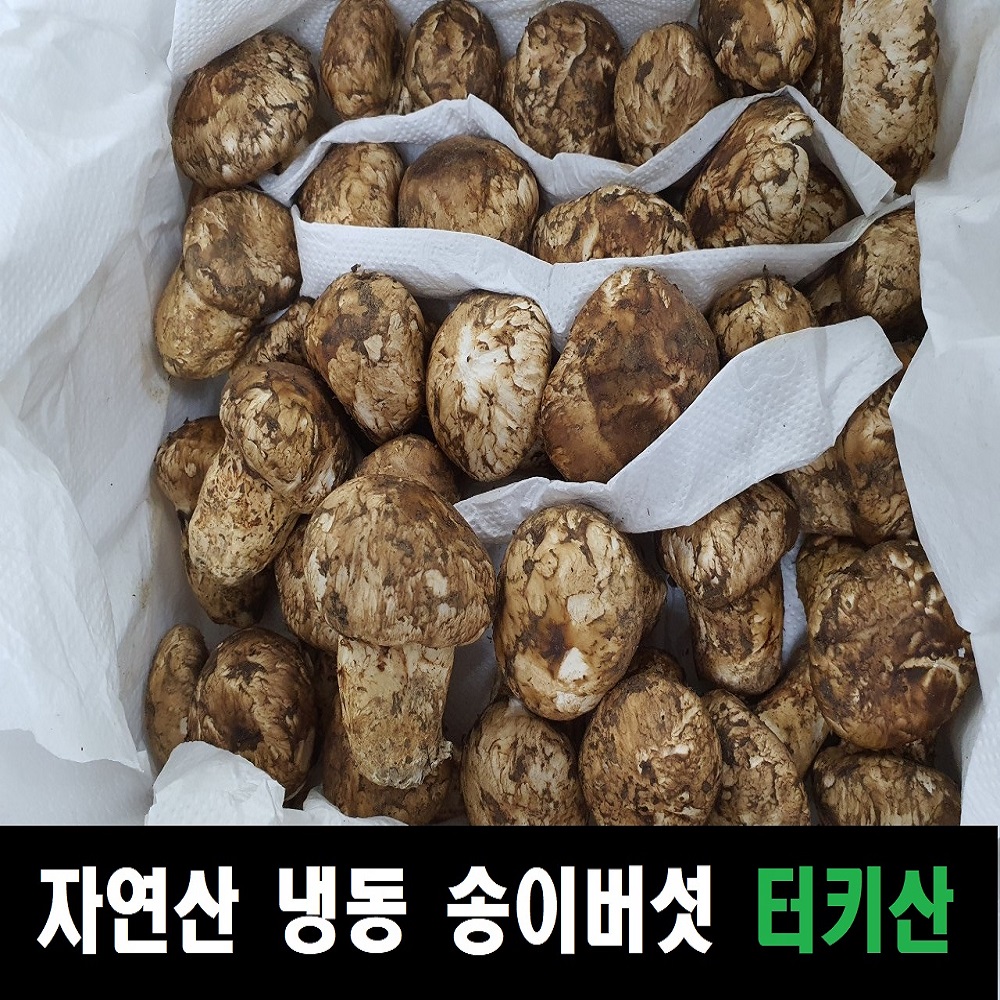 자연 송이버섯 냉동 송이 버섯 터키산 국산 능이 : 코리아재팬푸드