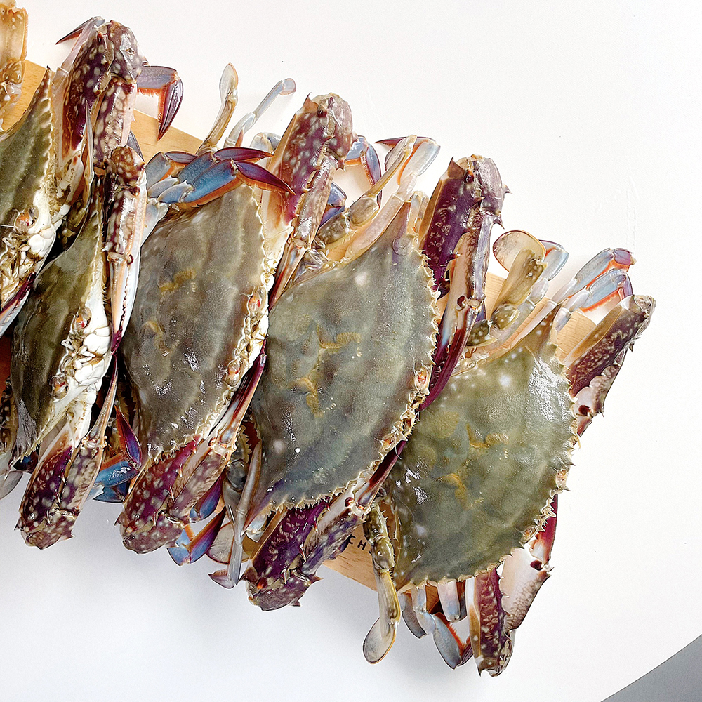 서해안 신진도 제철 알배기 봄 꽃게 1kg 활꽃게 숫꽃게 톱밥 암꽃게 생물 냉동 : 전라도청년
