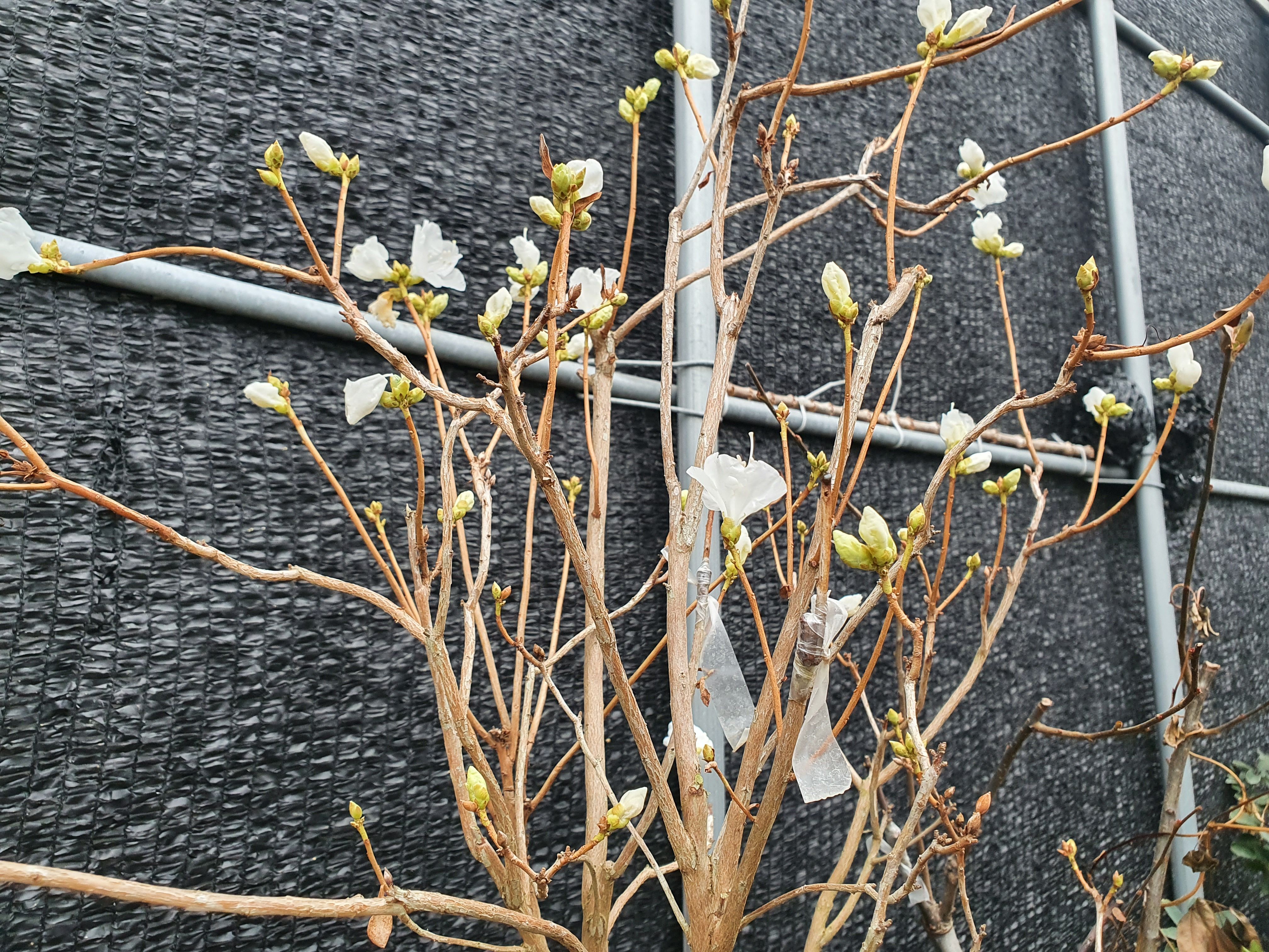 백진달래 화분(무료배송) 흰색진달래 정원가꾸기 카페나무 인테리어식물 선물용분재 정원수 : 토종식물농장