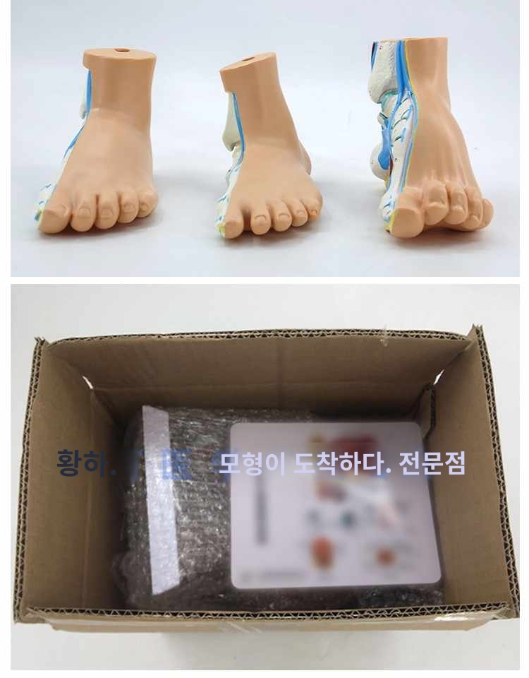 인체발바닥근육모형 인체구조 슬래브 발모형 궁형발바닥해부모형 교육보조도구 학생 한의원 병원 : 마켓데이달