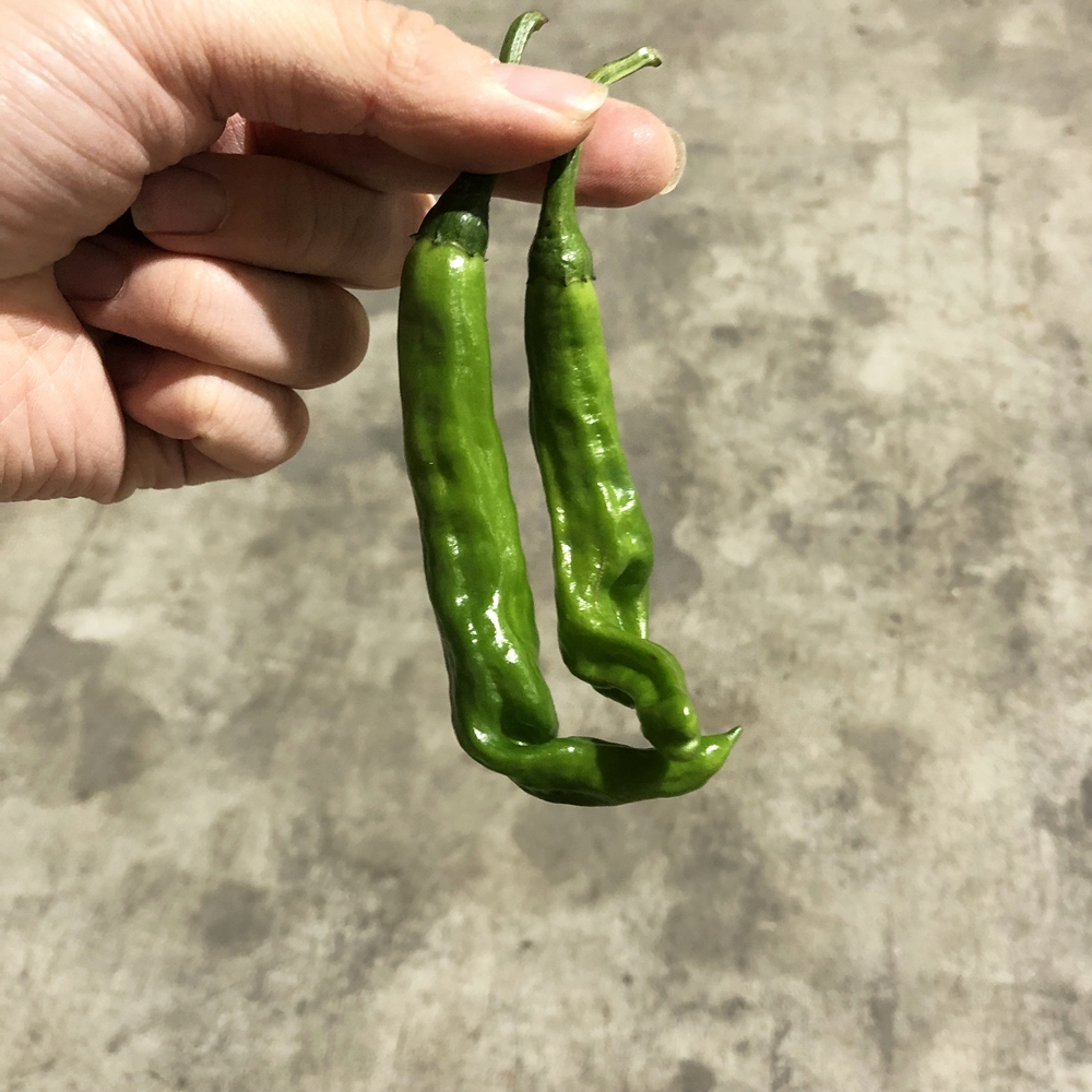 꽈리고추 150g 300g 500g : 금성농산