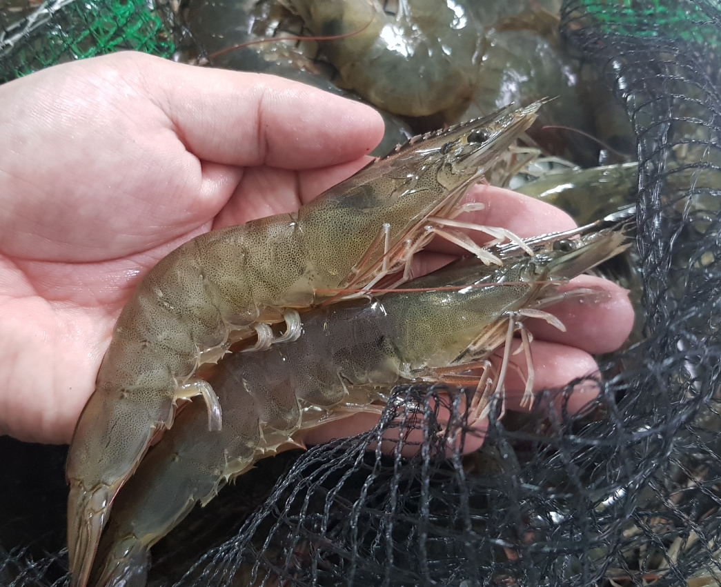 24년 신안 흰다리새우 1kg 신안새우 왕새우 활새우 대하 : 농부의발자국