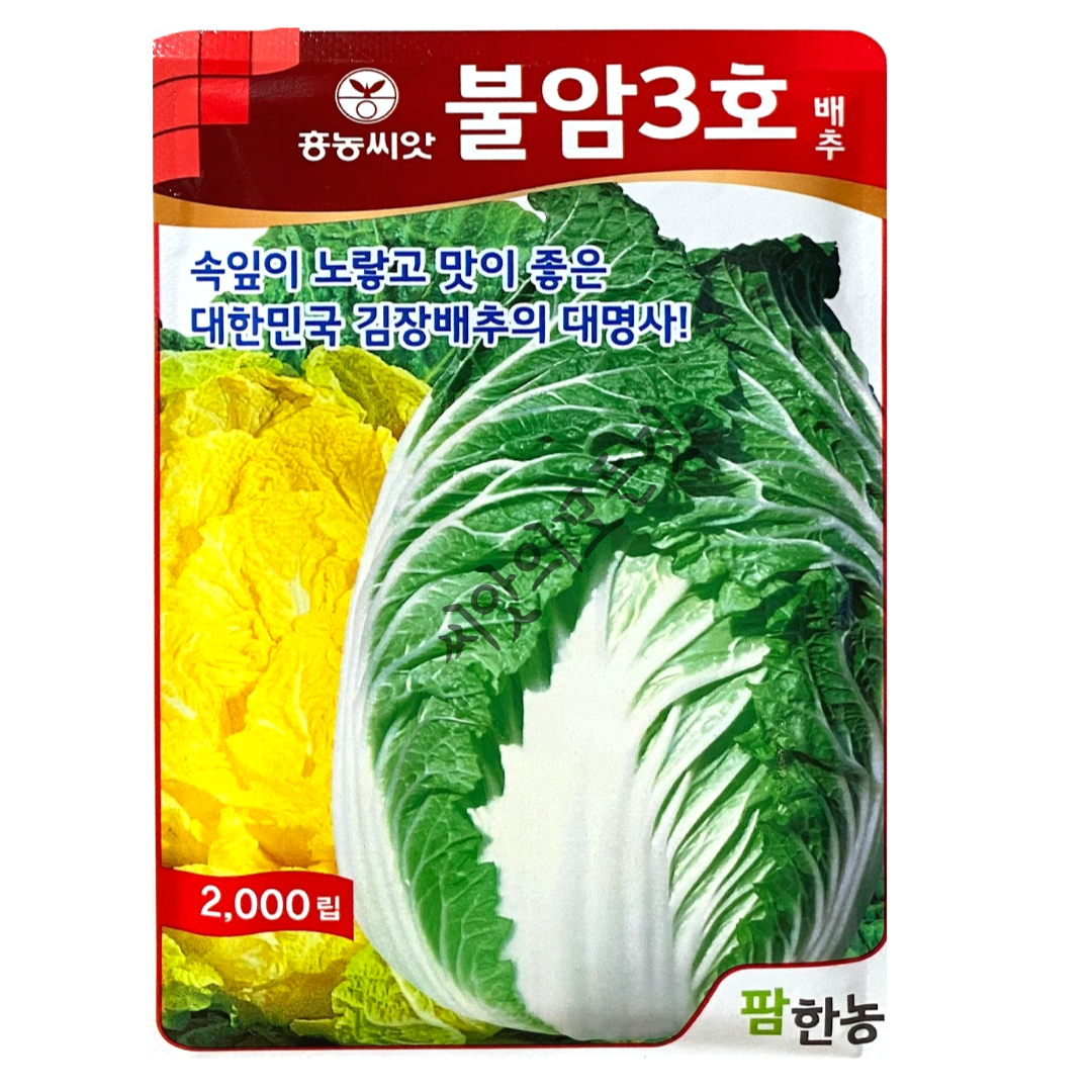 김장배추씨앗 종자 불암3호배추씨 2000립 가을 항암 25년 : 씨앗의모든것