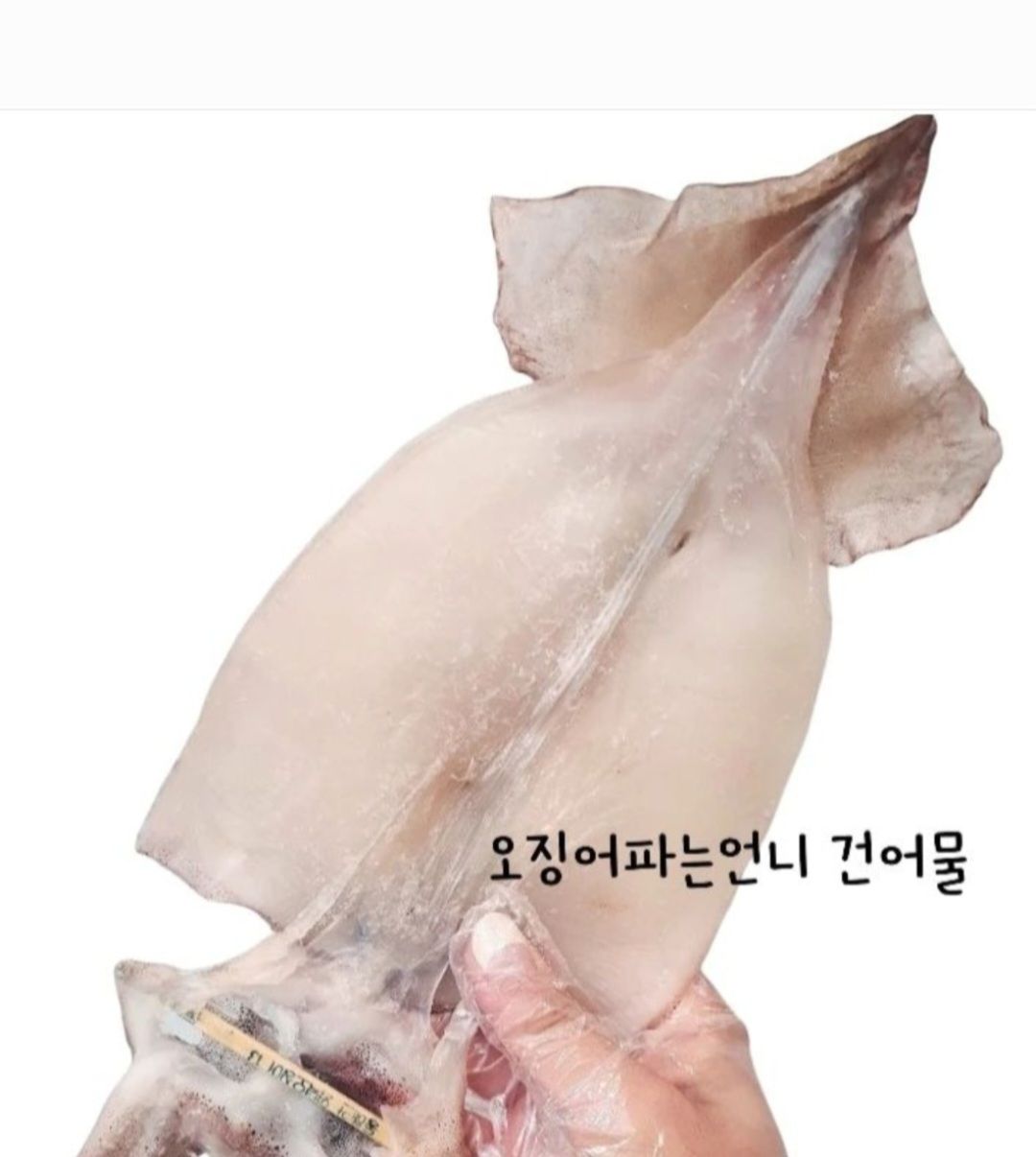 [ 반건조 오징어 5미] 안산오언니건어물  오징어파는언니 : 오징어파는언니 안산점
