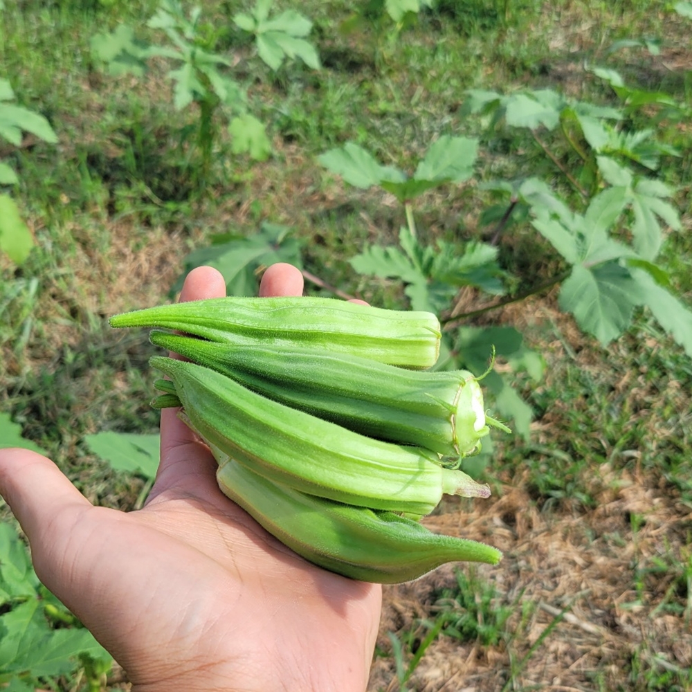 풀밭에 오크라 500g, 무경운, 유기농, 자연농, 태평농원 : 자연농 늘보농부 태평농원