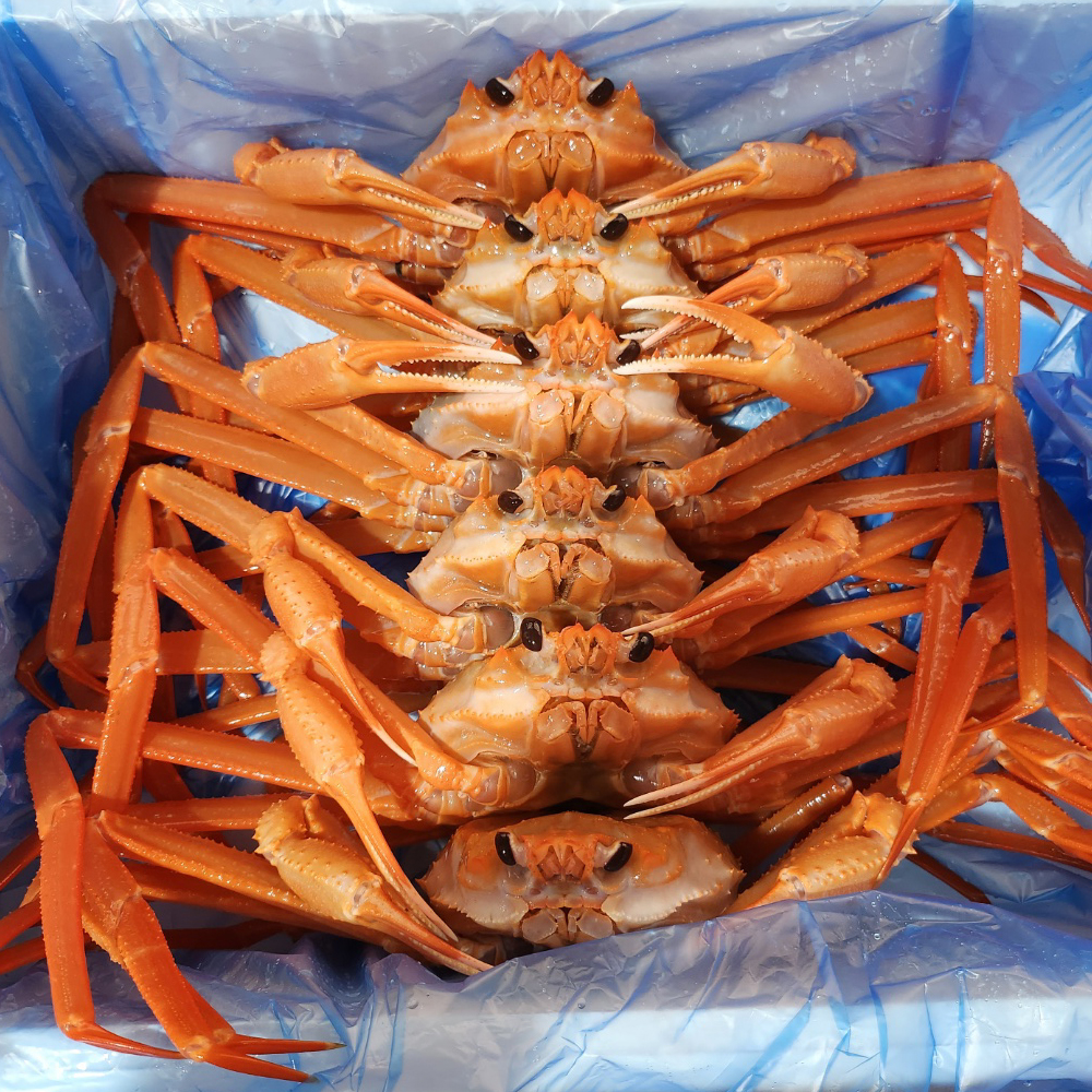 성이농수산 포항 구룡포 산지직송 제철 자숙 붉은 박달 대게 연지홍게 3kg : 성이농수산-C.H.M푸드