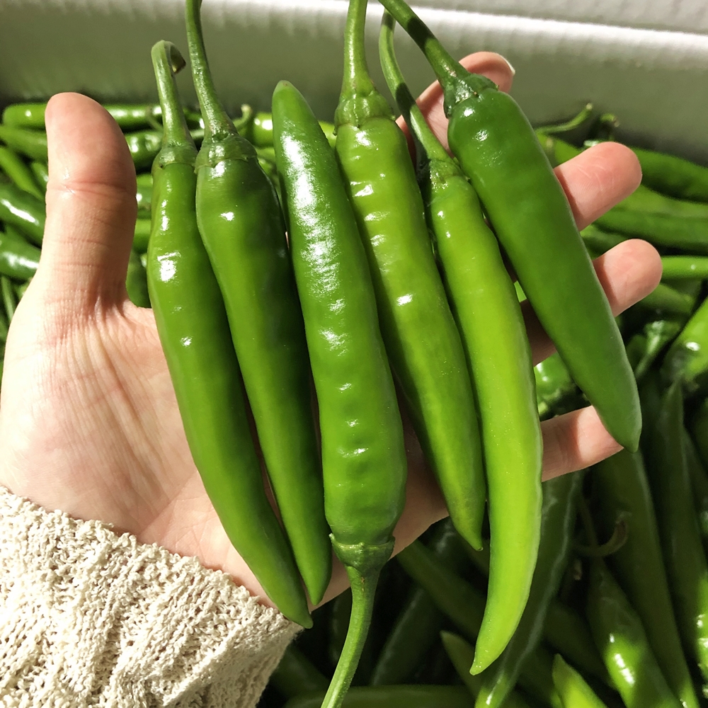 청양고추 땡초 150g 300g 500g : 금성농산