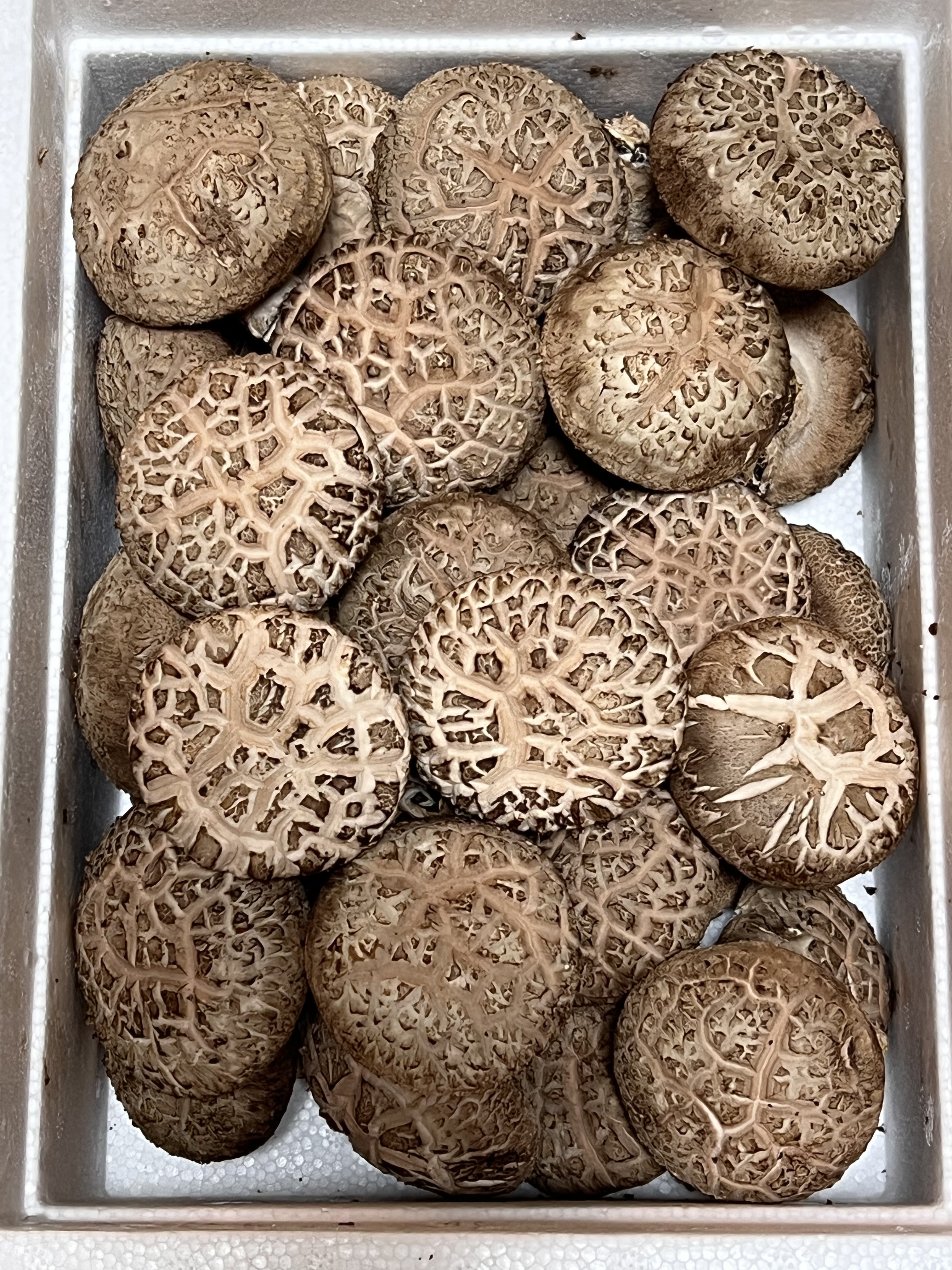 포천 더드림농원 생표고버섯(화고) 1kg : 포천참송이버섯