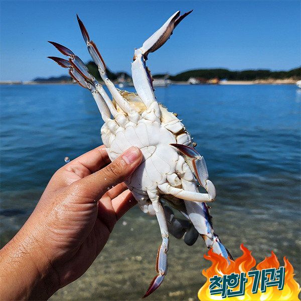 [자연맛남] 23년 첫조업 서해안 활 꽃게 2kg (8미내외빙장포장) : 초록소리