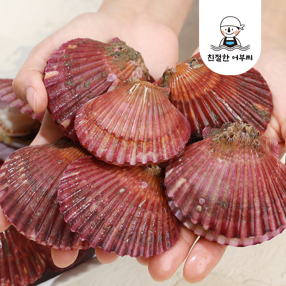 제철 통영 홍가리비 1kg 비단가리비 친절한어부씨 : 친절한어부씨
