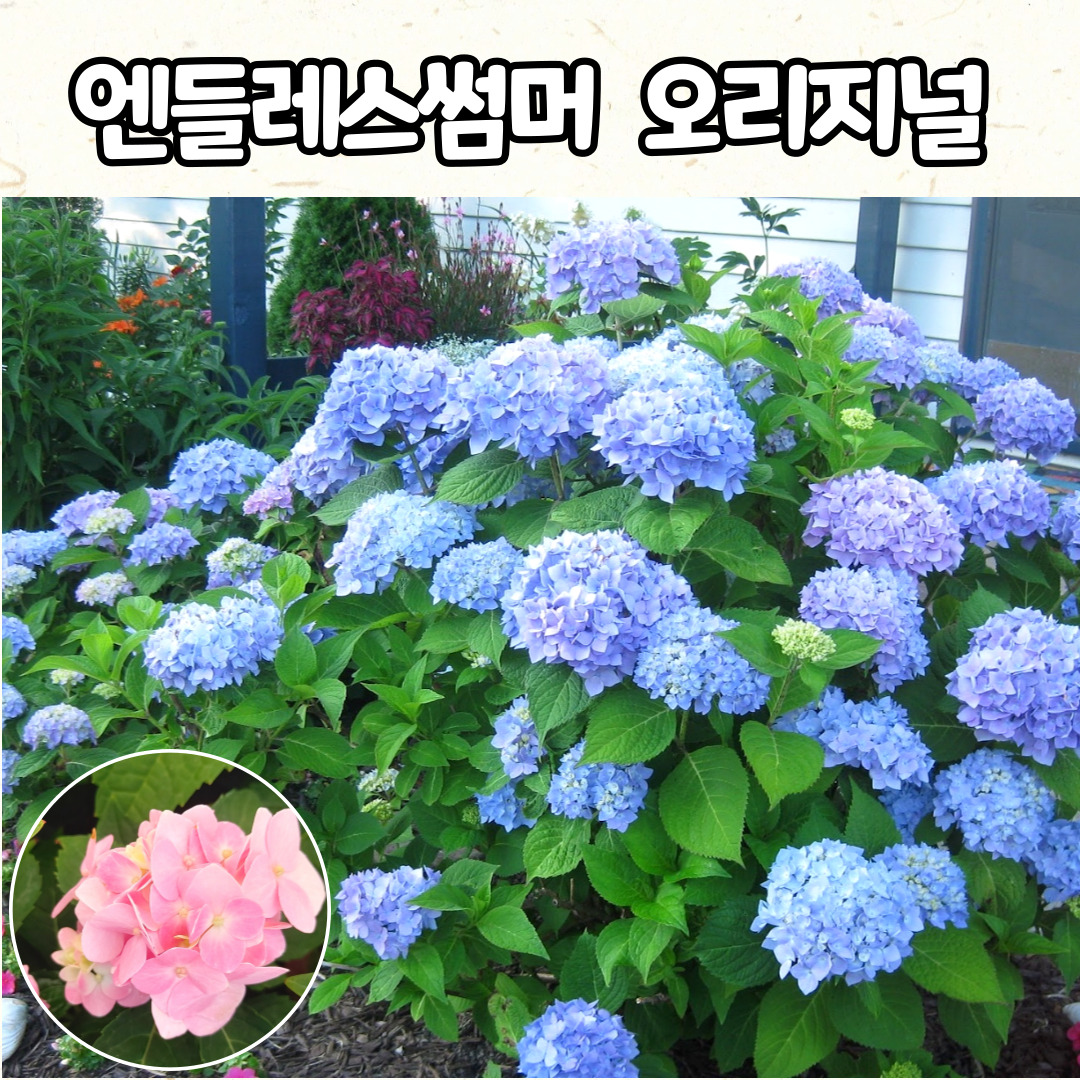 엔들레스썸머 오리지날 수국(10cm화분) 블루, 핑크 : 야생화 K몰