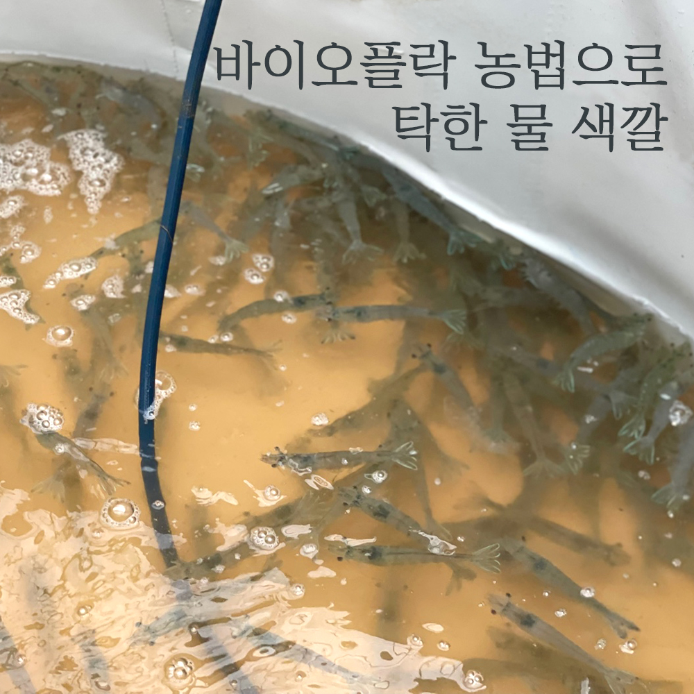 생새우 활새우 왕새우 흰다리새우 1kg 바이오플락 생 새우 회 소금구이 : 씽씽농수산
