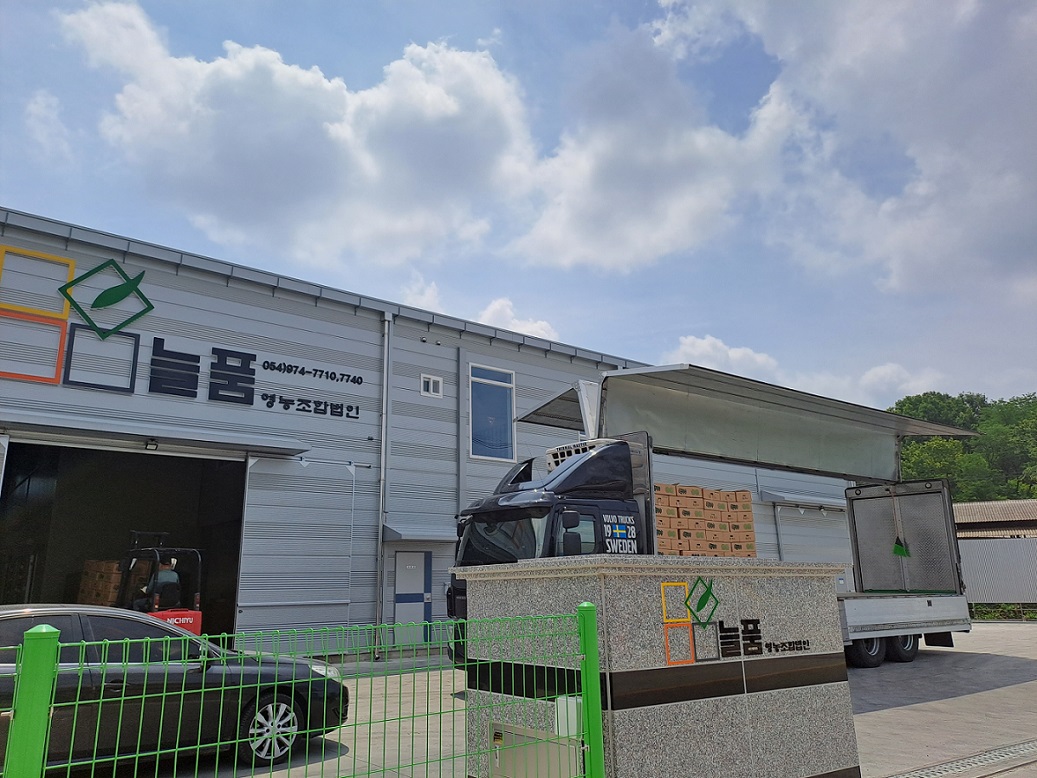Green one 양상추 샐러드용 6kg(스티로폼박스) : 늘품영농조합법인
