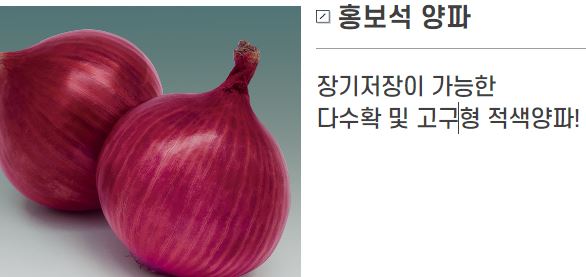 홍보석 적양파 장기저장용 고구형 1000립 피피에스 : 조촌식물병원육묘장
