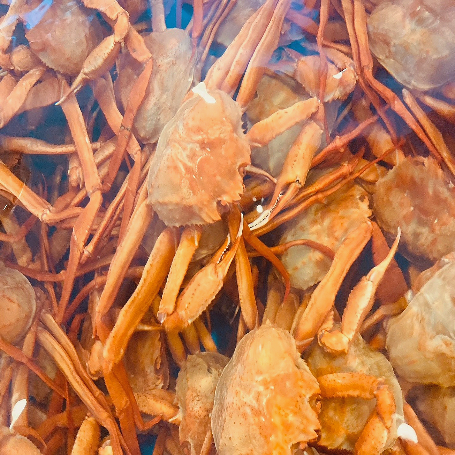 동해대박대게 생물 활 박달 러시아 최상급 수입 홍게 0.8kg1kg : 동해대박대게