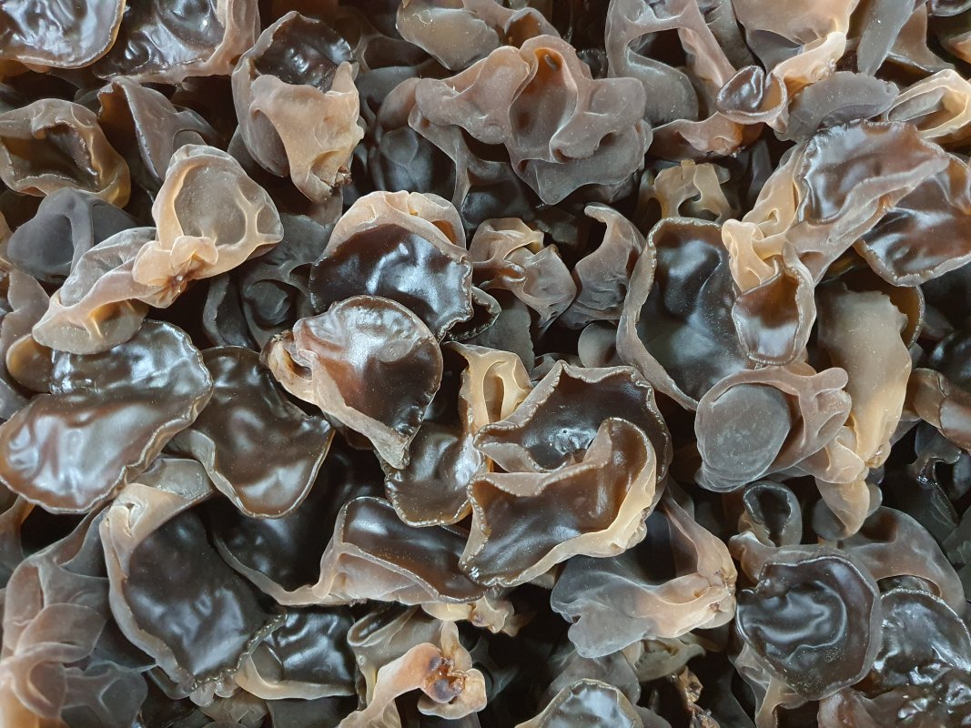 [유기농] 국산 생목이버섯 400g 건목이버섯 : 해담은 버섯농장