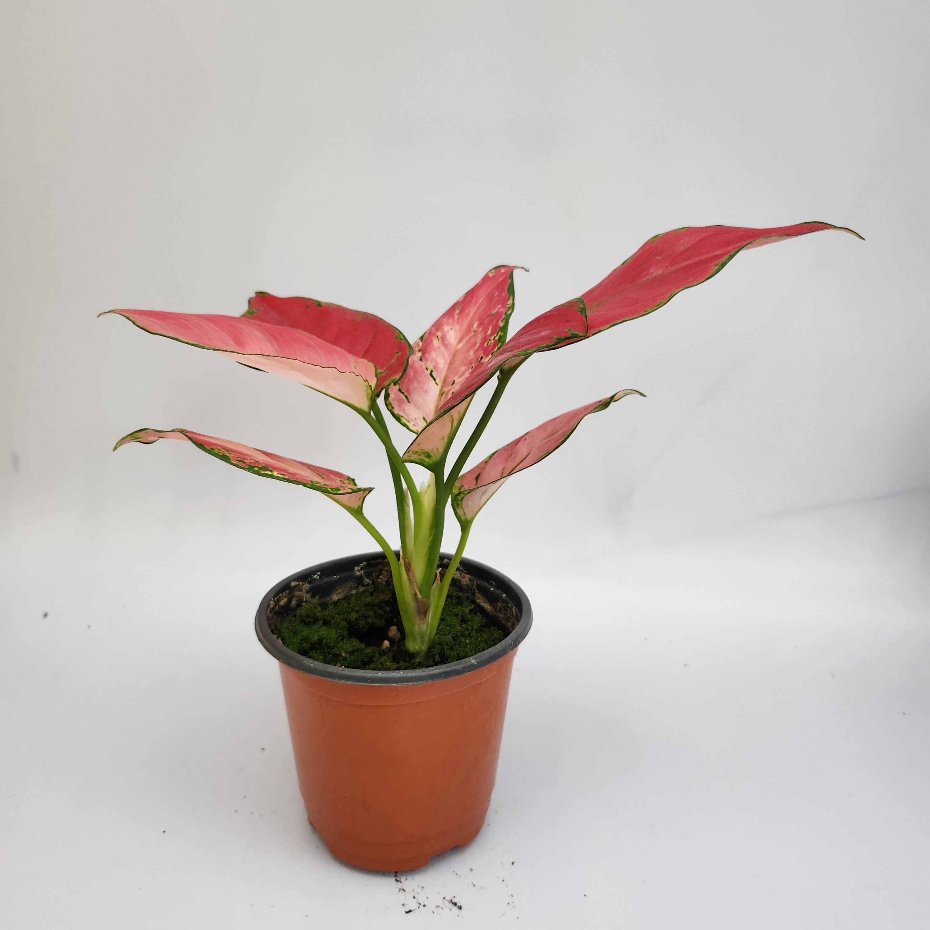 붉은잎 아글레오네마 럭키레드 Aglaonema Lucky Red : 월간화원