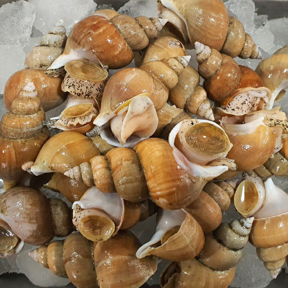 성이농수산 동해안 자연산 백골뱅이 1kg : 성이농수산-C.H.M푸드