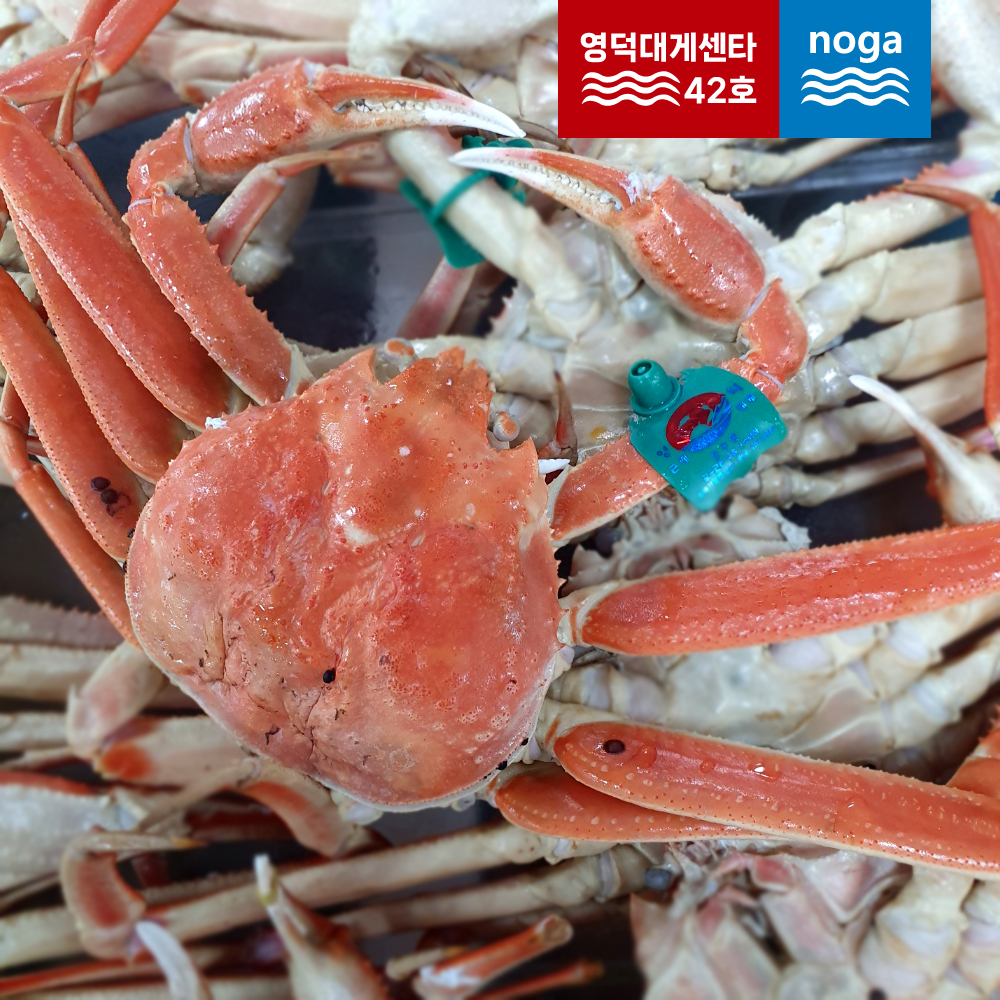 제철 박달대게 영덕 대게 시세 노가수산 : 노가수산