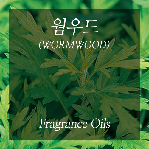 웜우드 100ml 프레그런스오일 : 캔들웨이