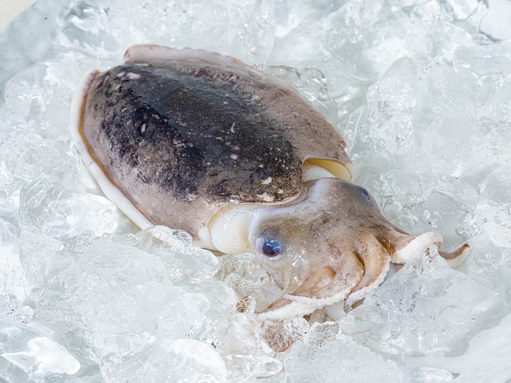 활 갑 오징어 통 찜 생물 급랭 1kg : 주식회사 엄마수산