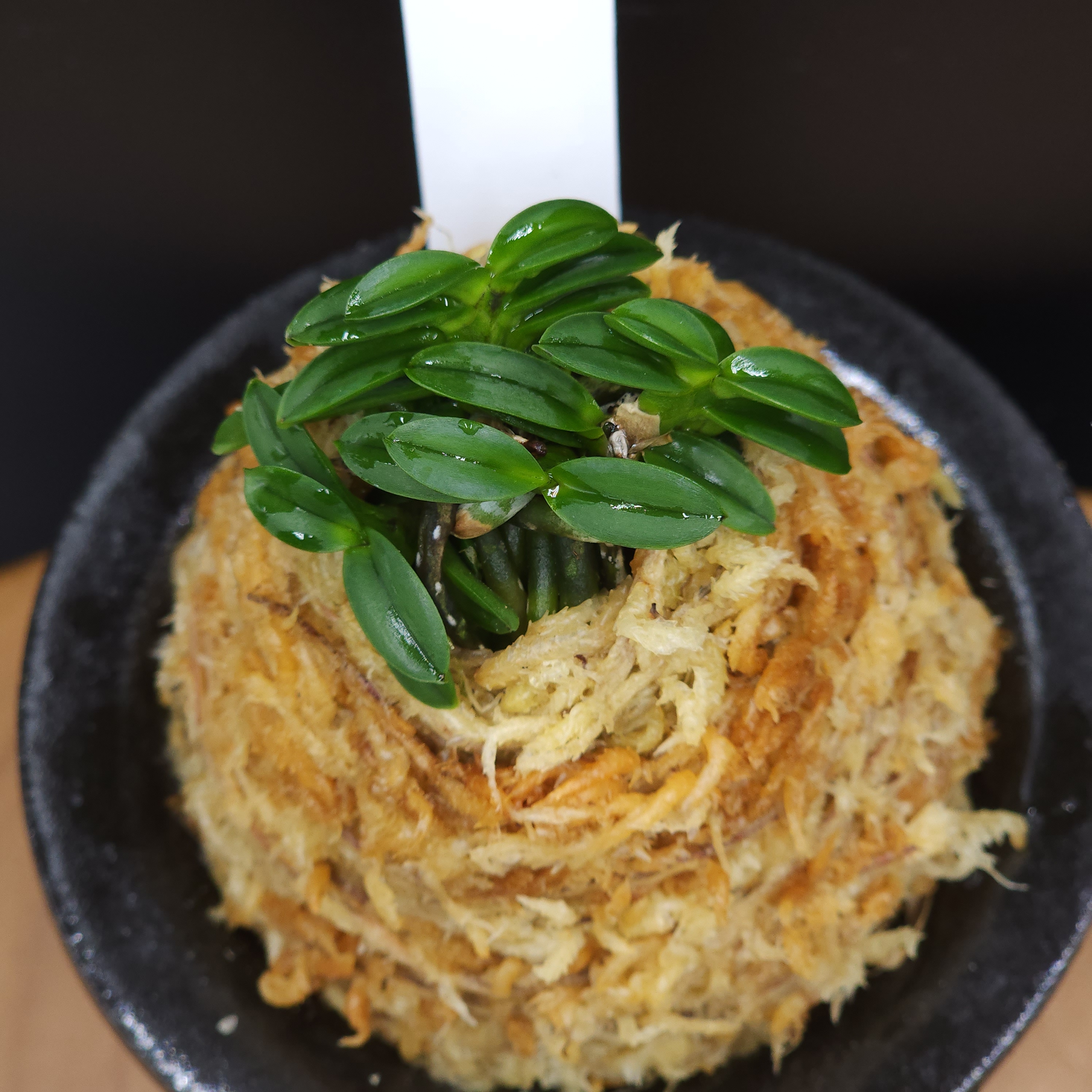 풍란 부귀란 신세계난농원/ 3 흑진주 黒真珠 Kuroshinju : 신세계난농원