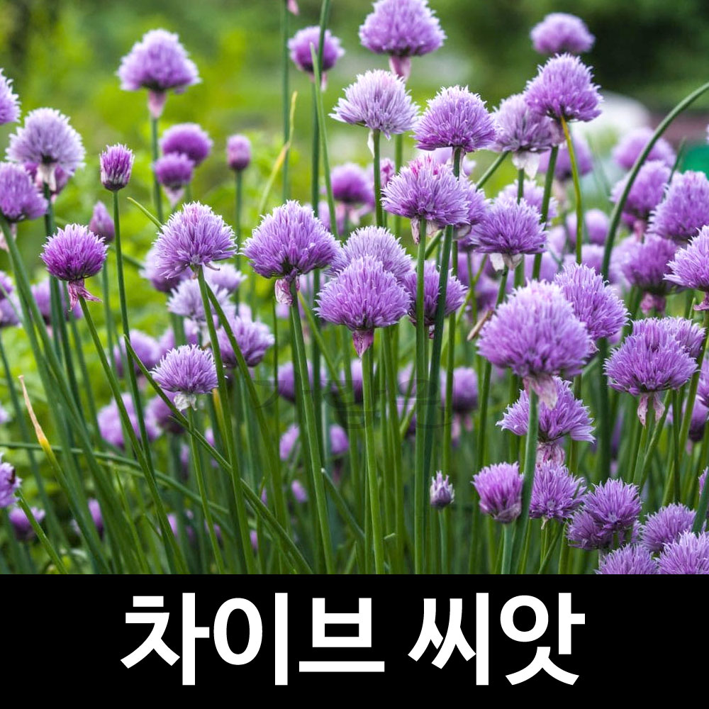 차이브 씨앗 서양 부추 종자 허브 씨 부추씨 1g : 가람원