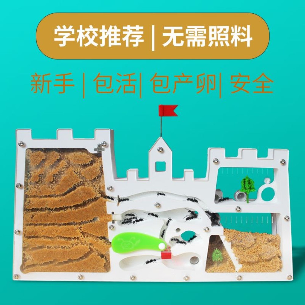 개미 사육장 앤트하우스 키우기 개미굴 대형 무한확장 둥지 여왕 곤충 : N2 딸기글로벌