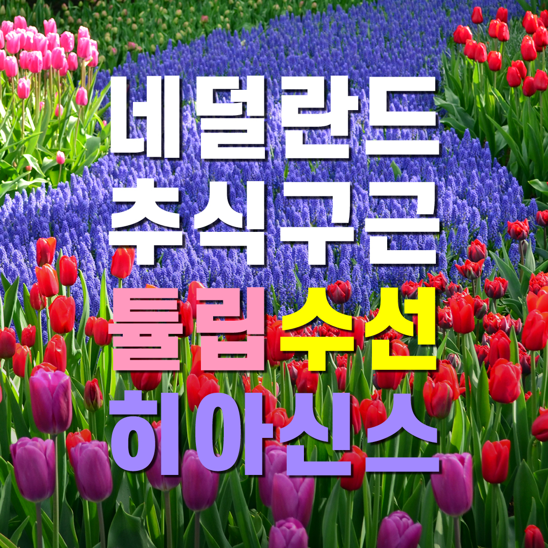 네덜란드 튤립,수선,히아신스 구근 모음 : 리아프 가든센터