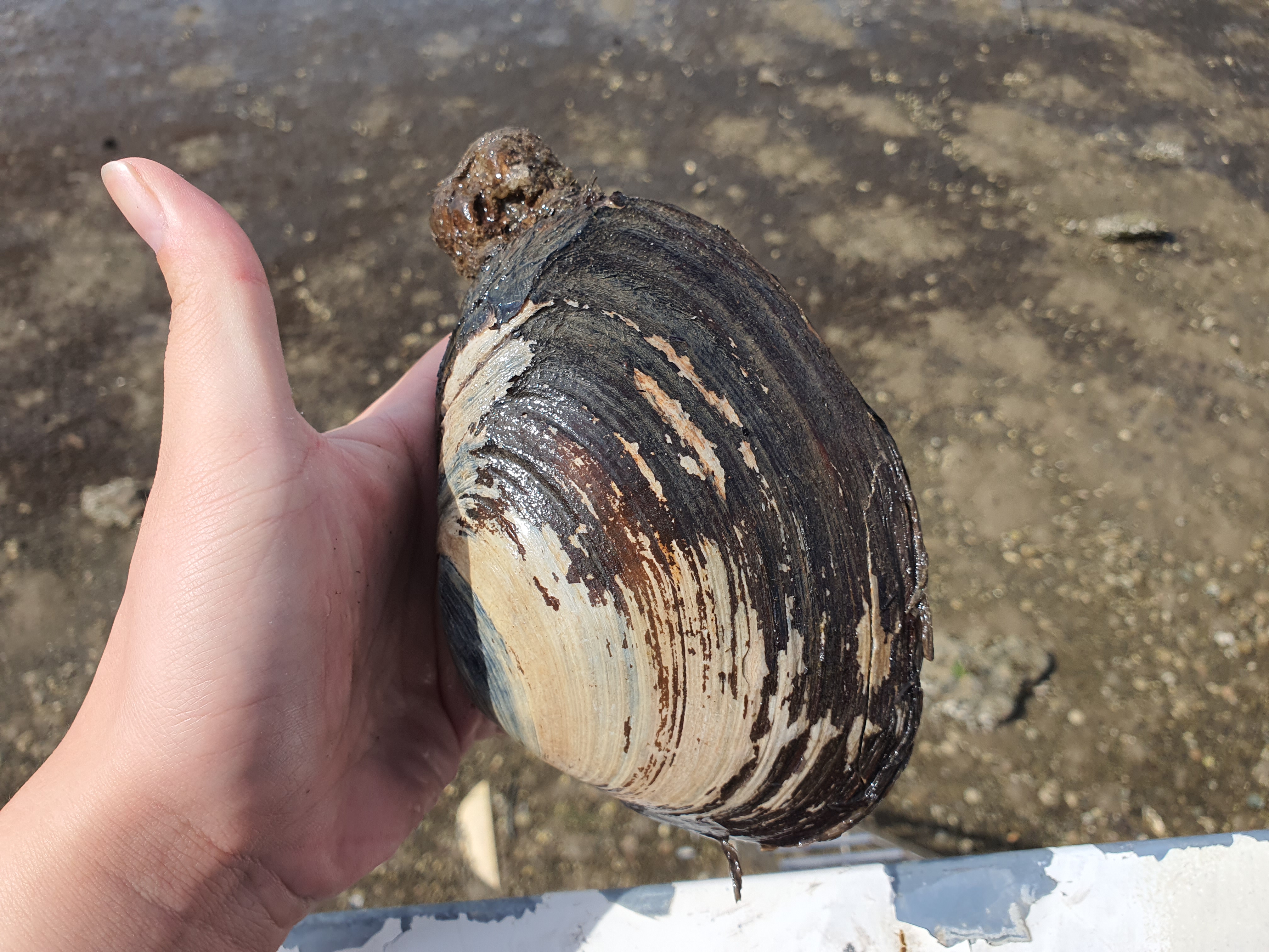 리리파파 왕우럭조개 1kg : 리리파파농수산