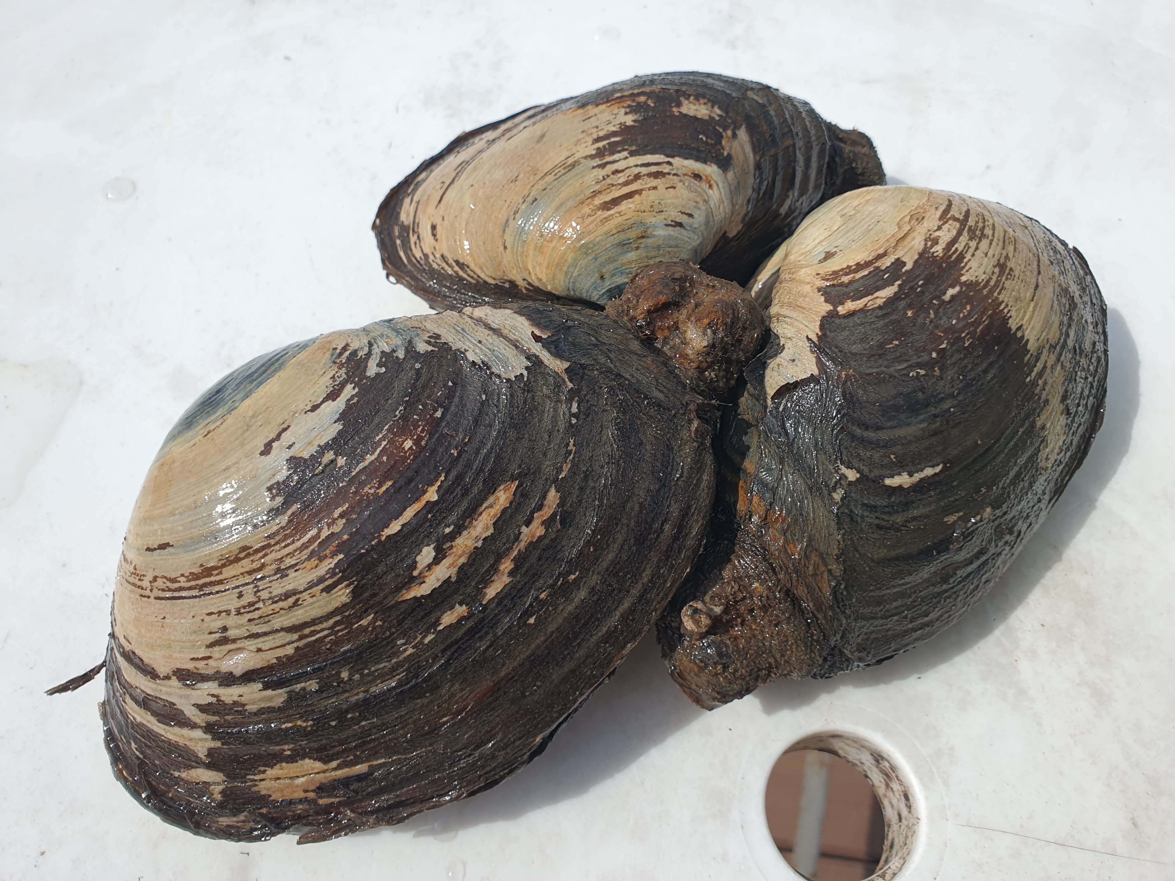리리파파 왕우럭조개 1kg : 리리파파농수산