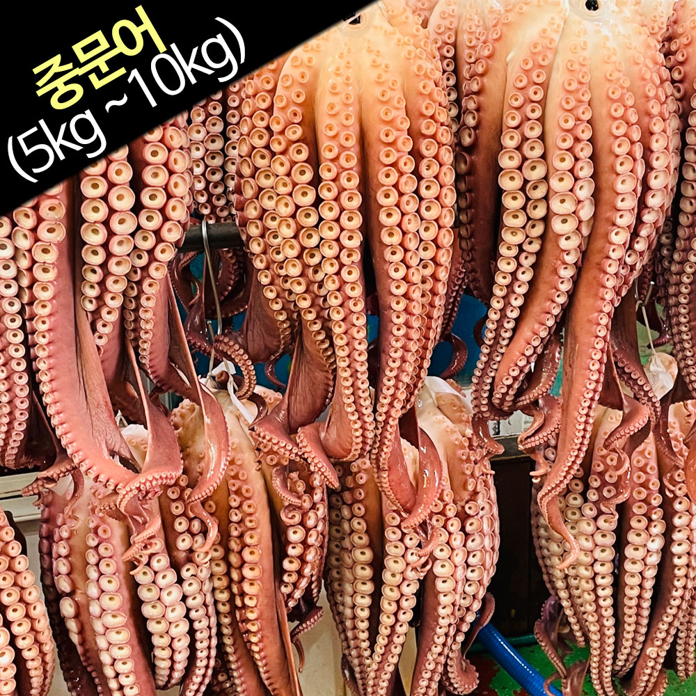 포항구구수산 동해안 자숙문어 참문어 중문어 5kg 10kg : 포항구구수산