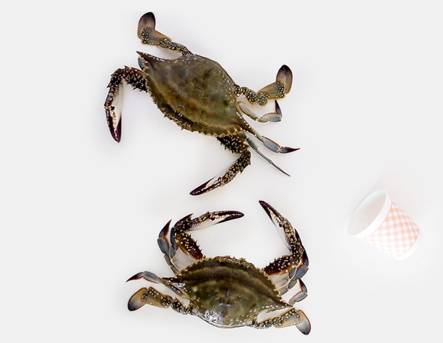 서해안 신지도 빙장 숫꽃게 톱밥꽃게 제철가을 활 꽃게 1Kg,3Kg,5Kg : 오병이어스토팜