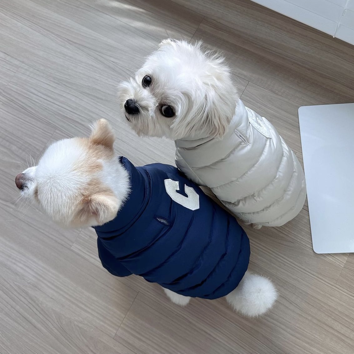 강아지옷 패딩 소프트 웰론 패딩 점퍼 S-2XL : 아뭉아뭉