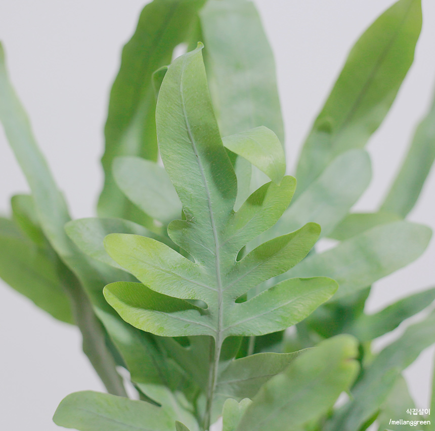 블루스타펀 고사리 Blue Star Fern 10cm 화분 : 식집살이.