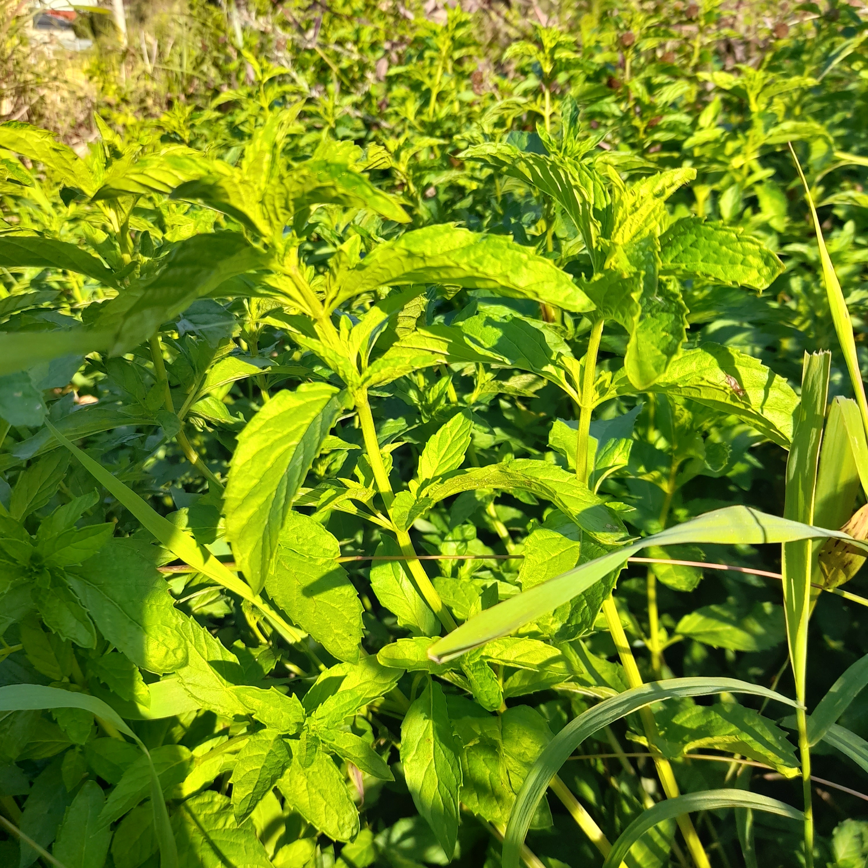 50g 박하 생잎,새잎,향기힐링용.농약이나 비료없이 키움 : 솔잎골