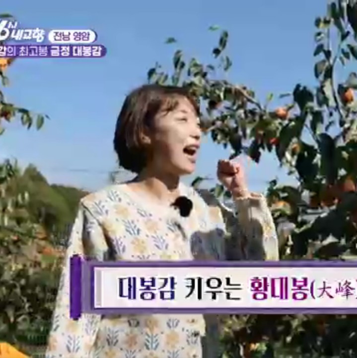 영암 대봉감 홍시 대봉시 5kg 10kg : 영암 황금빛농원