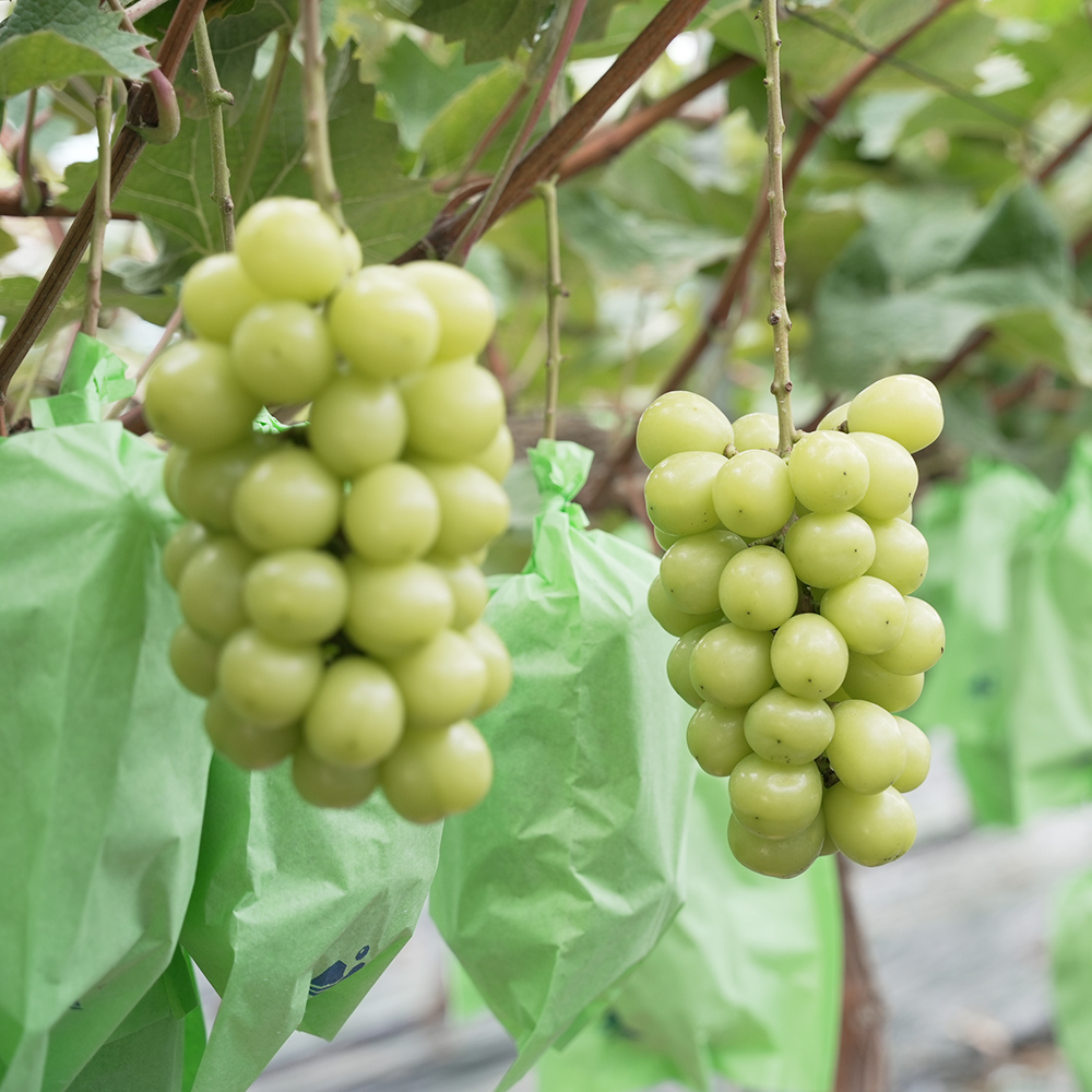 홍주씨들리스 레드클라렛 씨없는 포도 혼합구성 2kg 애플포도 마이하트 : 프루티박스