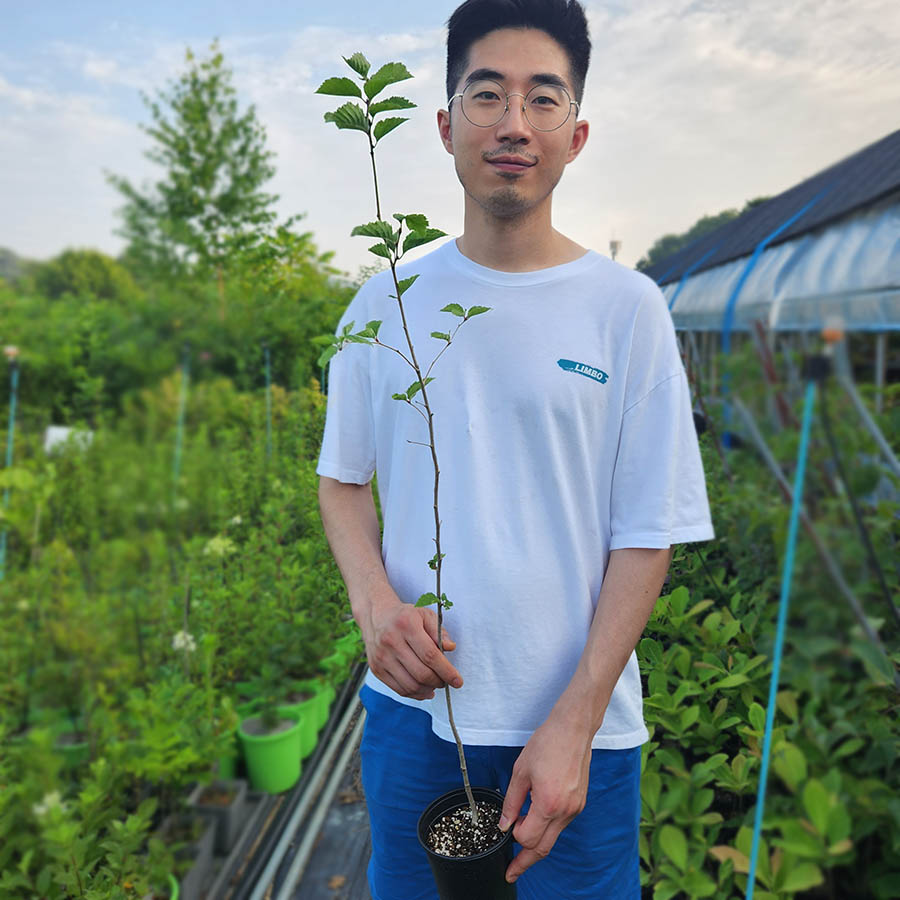 팥배나무 포트 묘목 : 세종원예농원