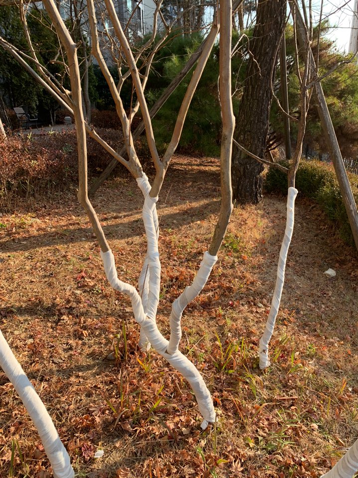 트리케어 겨울 나무 수목 보호 보온재 월동 준비 동해 방지 부직포 볏짚 : 원앤원나무병원