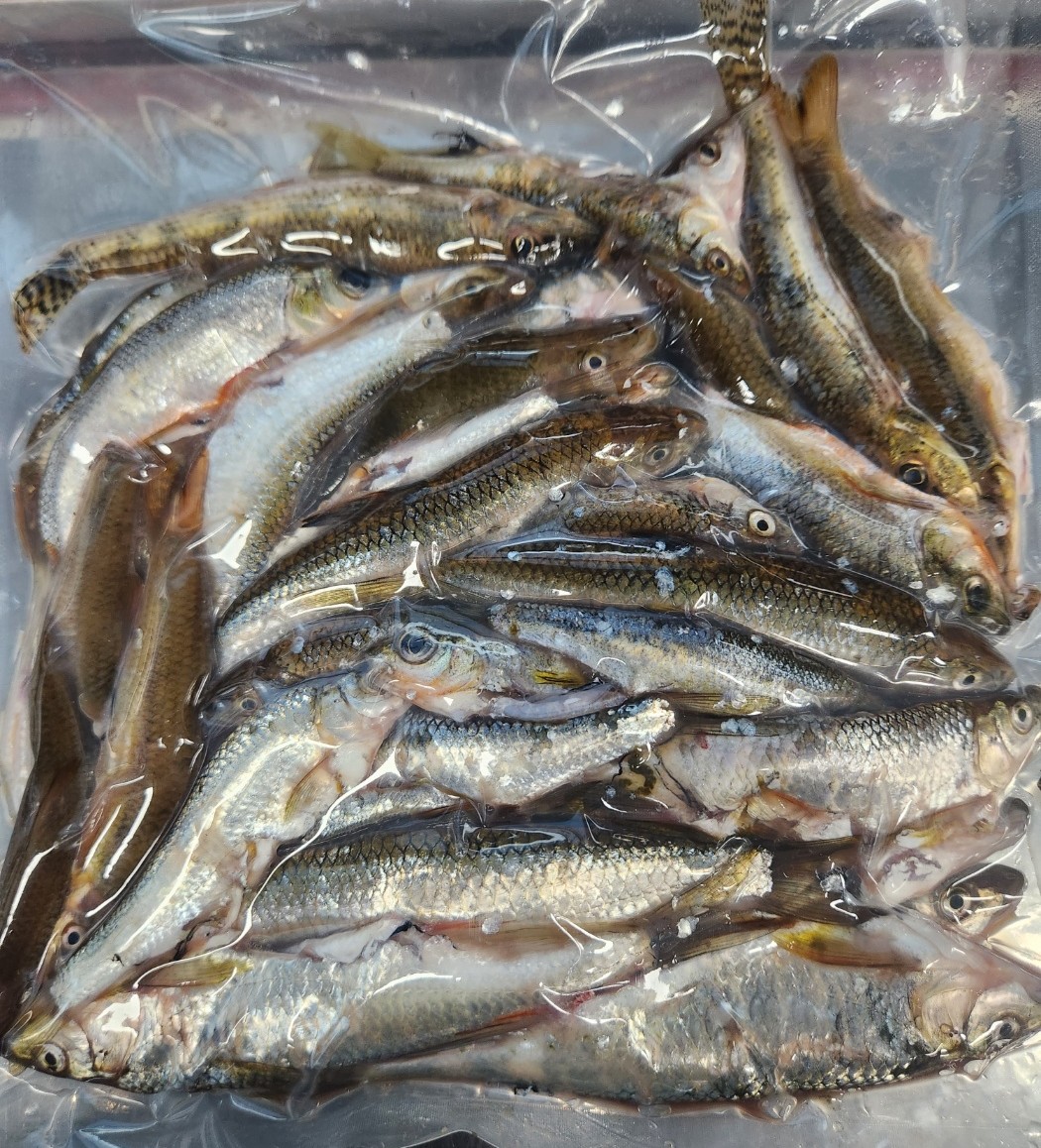 자연산민물잡어1kg 민물고기 민물잡고기 피리매운탕 민물잡어매운탕 민물매운탕 피래미 참마자 돌고기 모래무지 어탕재료 어탕용... 